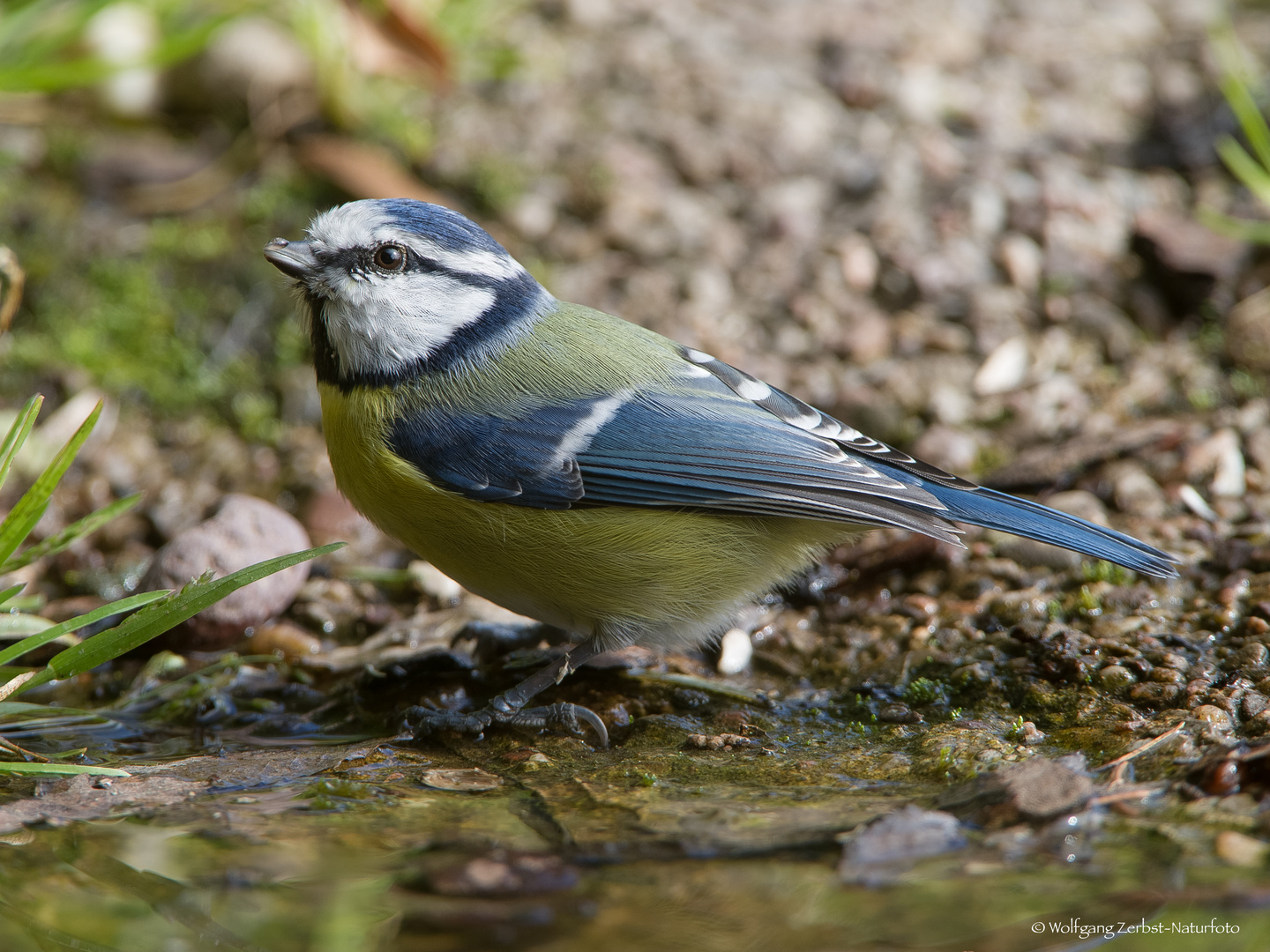 " Blaumeise "  ( Parus caeruleus )