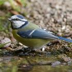 " Blaumeise "  ( Parus caeruleus )