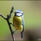 - Blaumeise - ( Parus caeruleus )