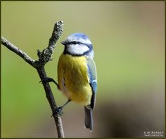 - Blaumeise - ( Parus caeruleus )