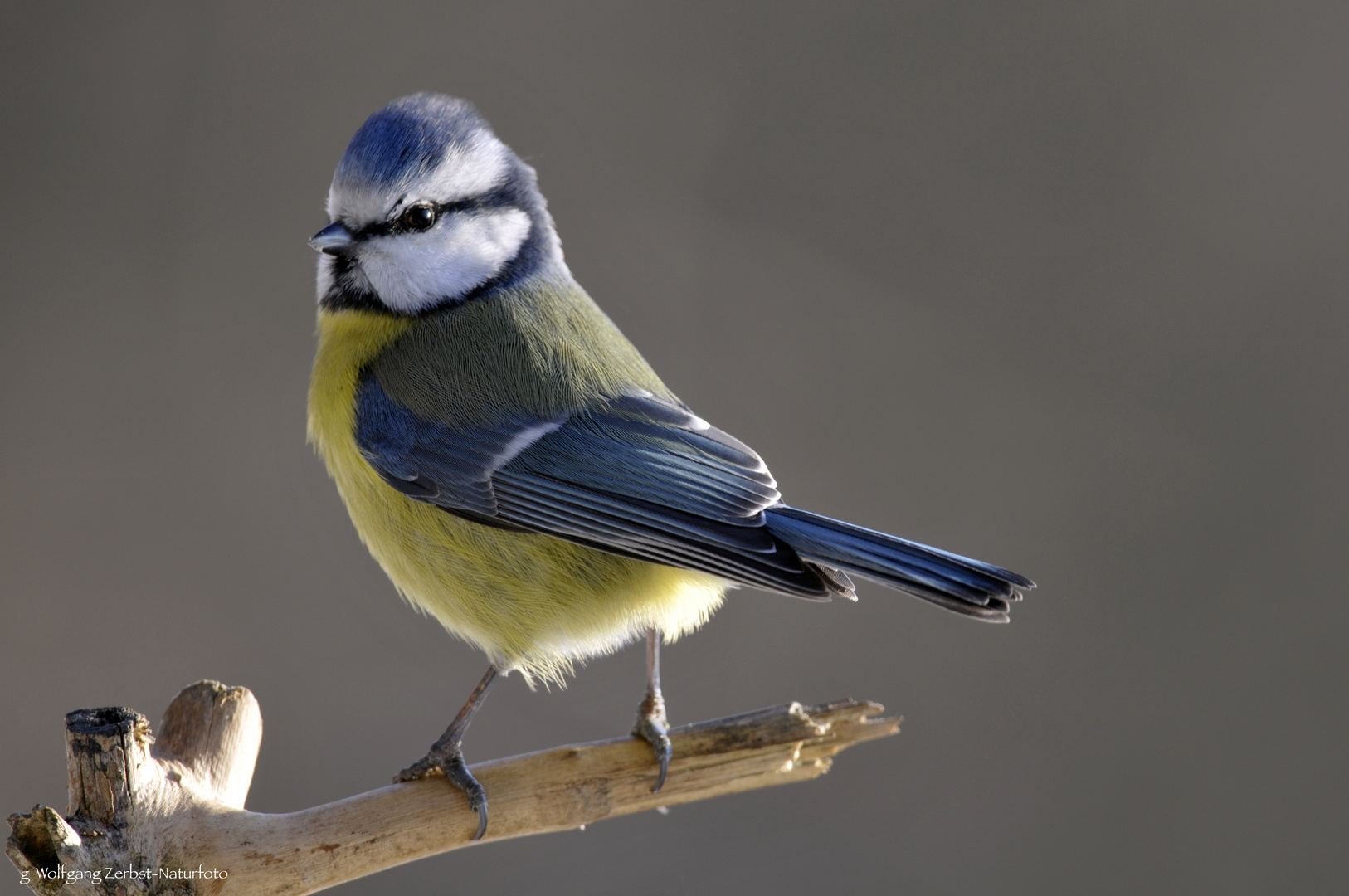  - BLAUMEISE -  ( Parus caeruleus )