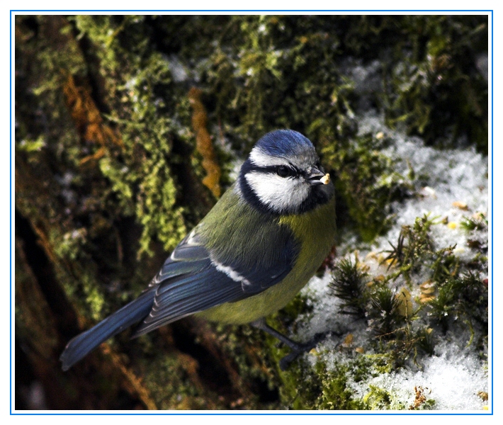 Blaumeise - Parus caeruleus