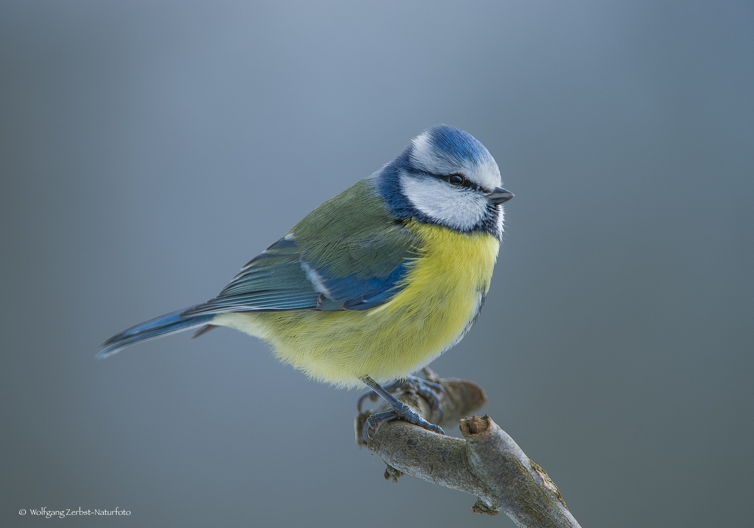 - BLAUMEISE -  ( Parus caeruleus )