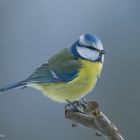 - BLAUMEISE -  ( Parus caeruleus )