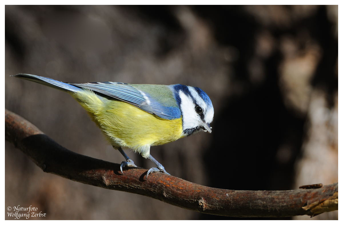 --- Blaumeise --- ( Parus caeruleus )