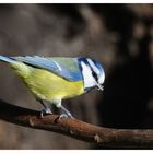 --- Blaumeise --- ( Parus caeruleus )