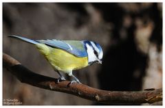 --- Blaumeise --- ( Parus caeruleus )