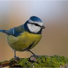 Blaumeise - Parus caeruleus