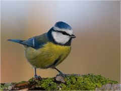 Blaumeise - Parus caeruleus