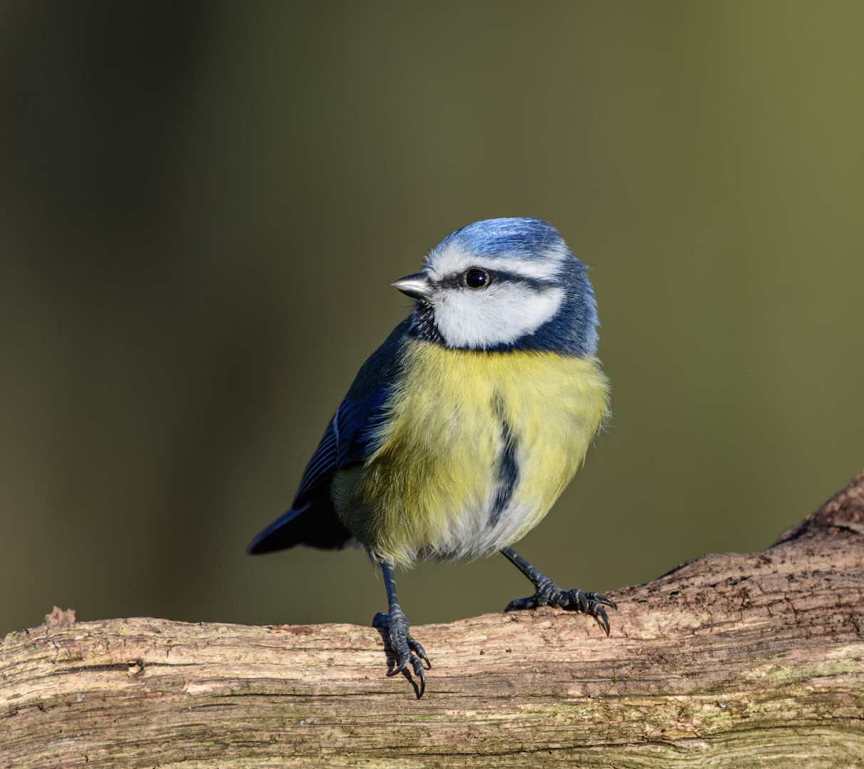 Blaumeise - Parus caeruleus