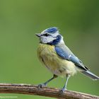 --- Blaumeise ---      ( Parus caeruleus )