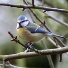 Blaumeise (Parus caeruleus) im Winter