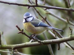 Blaumeise (Parus caeruleus) im Winter