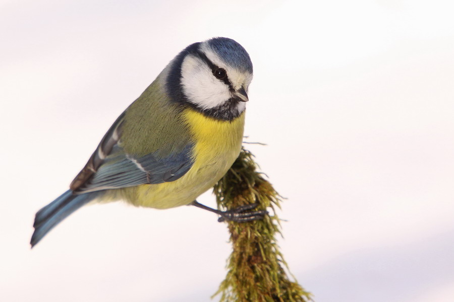 Blaumeise ( Parus caeruleus ) im Winter