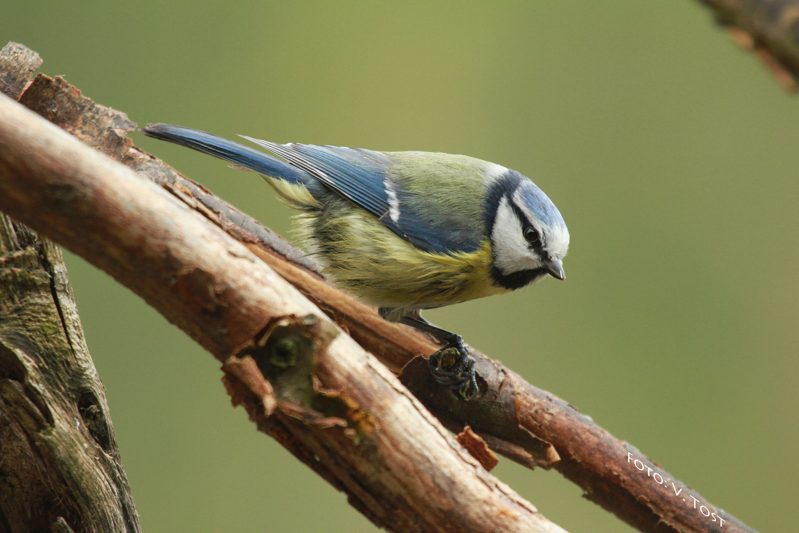 Blaumeise Parus caeruleus Nr. 1