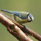 Blaumeise Parus caeruleus Nr. 1