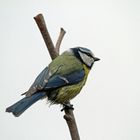 Blaumeise Parus caeruleus nr. 2