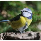 ---- Blaumeise ---- ( Parus caerulleus )