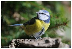 ---- Blaumeise ---- ( Parus caerulleus )