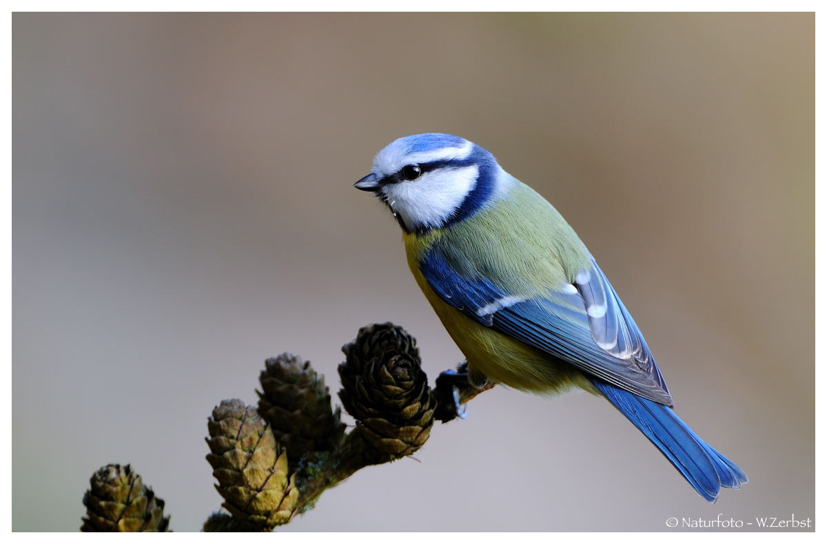 -- Blaumeise -- ( Parus caerulus )