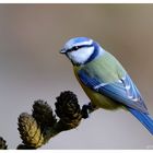 -- Blaumeise -- ( Parus caerulus )