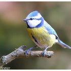 -- Blaumeise -- ( Parus caerulus )