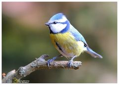 -- Blaumeise -- ( Parus caerulus )