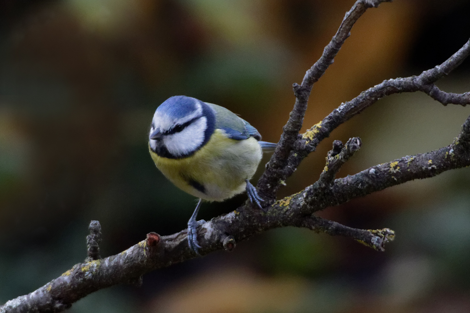 Blaumeise (Parus ceruleus)