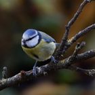 Blaumeise (Parus ceruleus)