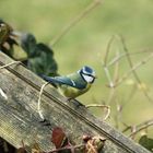 Blaumeise - perfekt gestylt