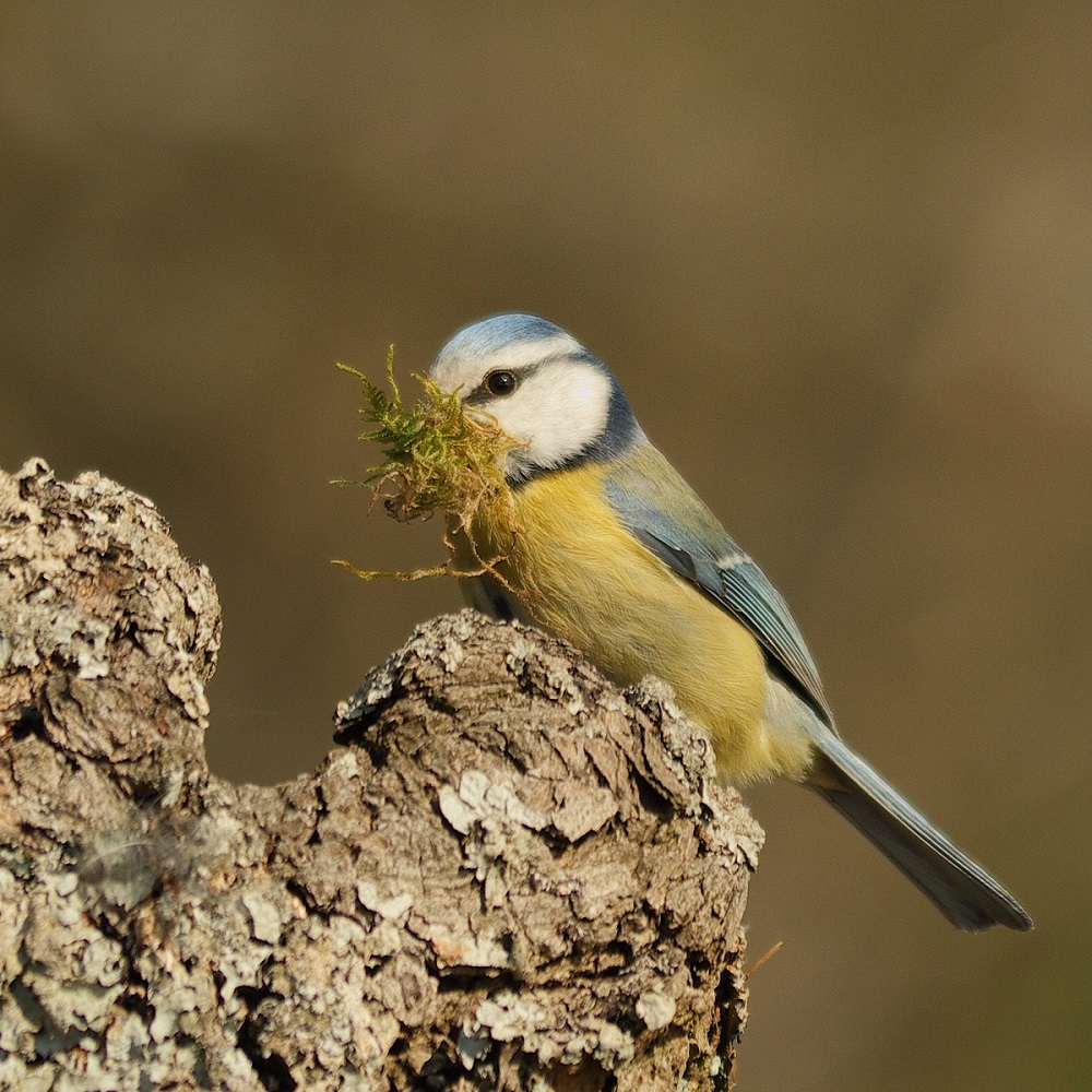  Blaumeise  Portrait 2