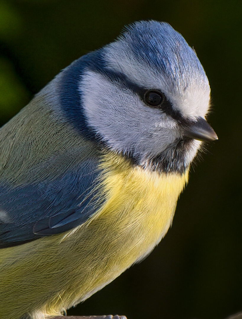 Blaumeise Portrait