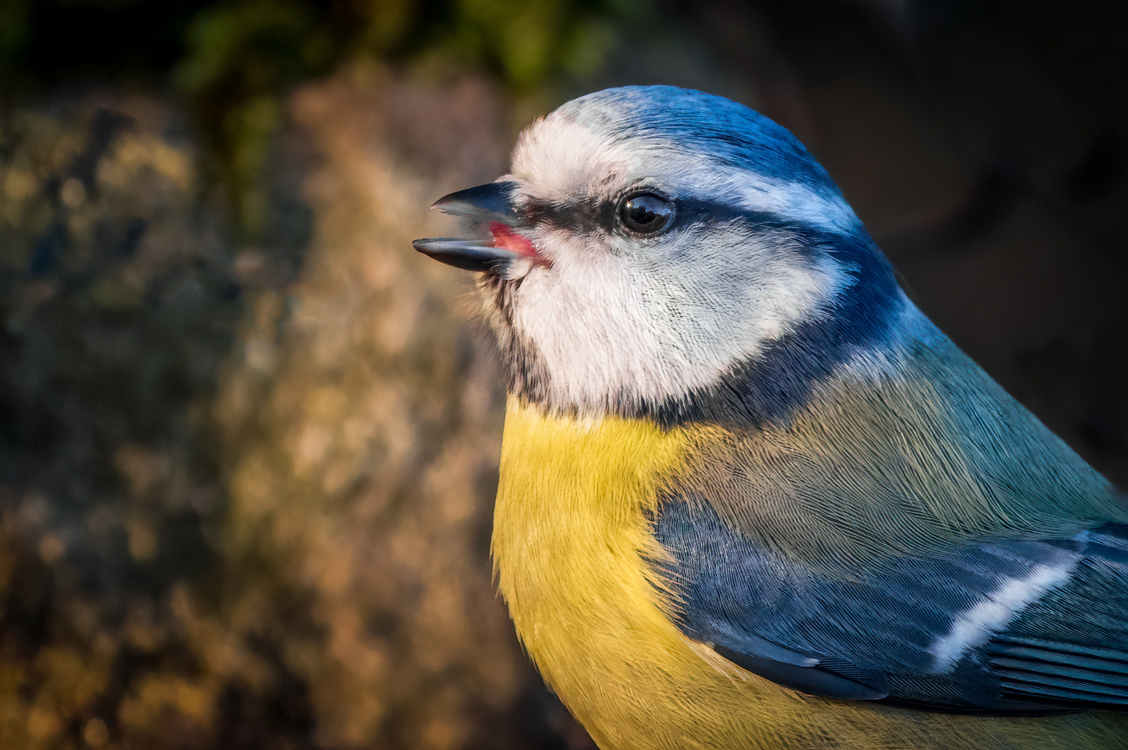 "BLAUMEISE PROFILPORTRÄT"