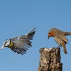 Blaumeise & Rotkehlchen in Action