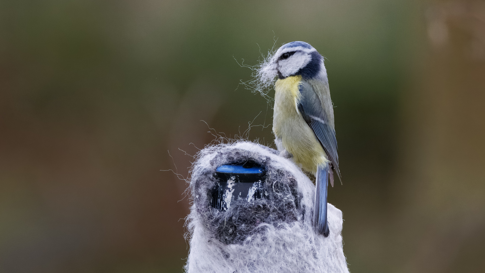 Blaumeise sammelt für ihr Nest