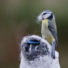 Blaumeise sammelt für ihr Nest