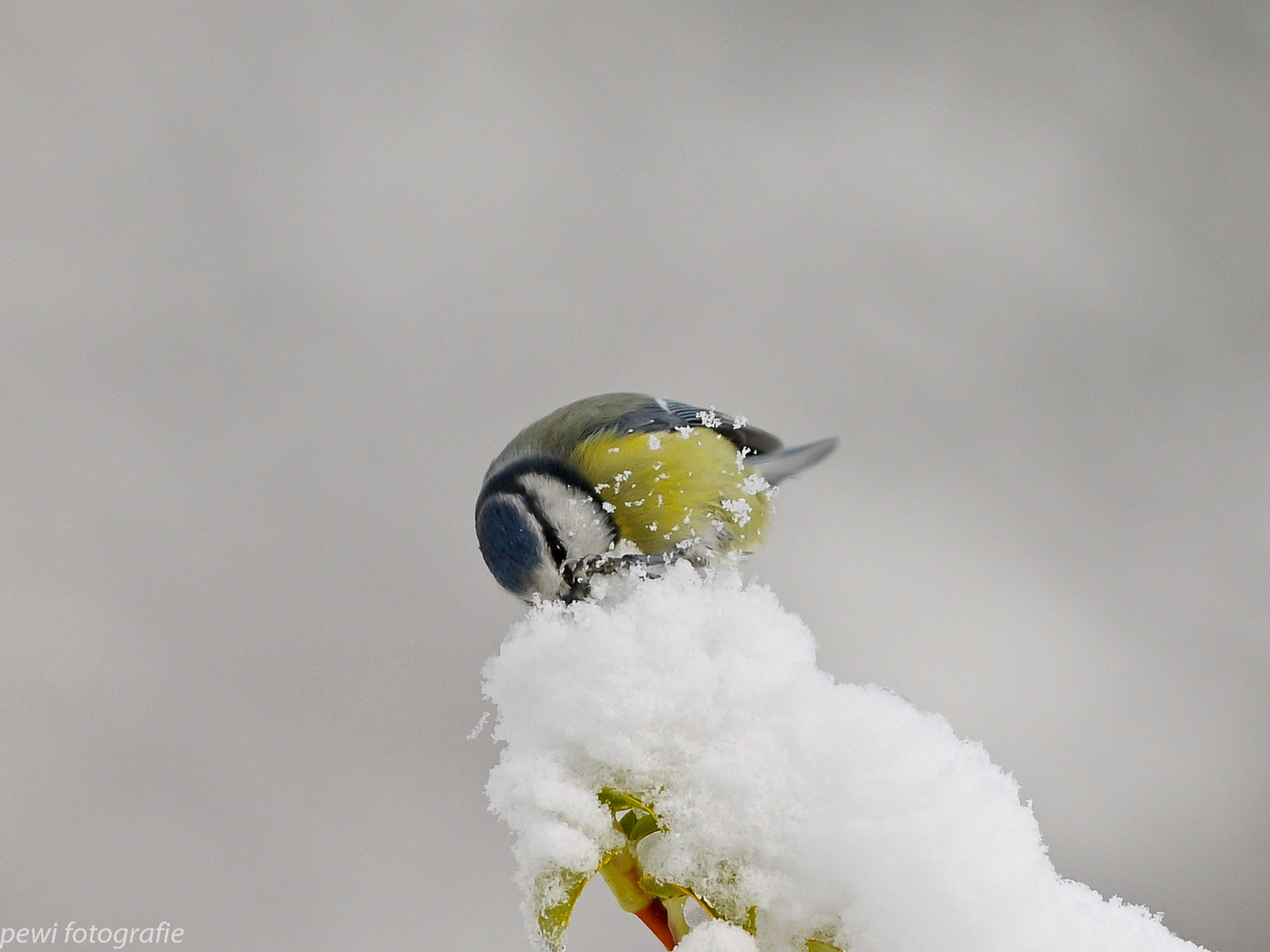 Blaumeise Schneevergnügen