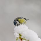 Blaumeise Schneevergnügen