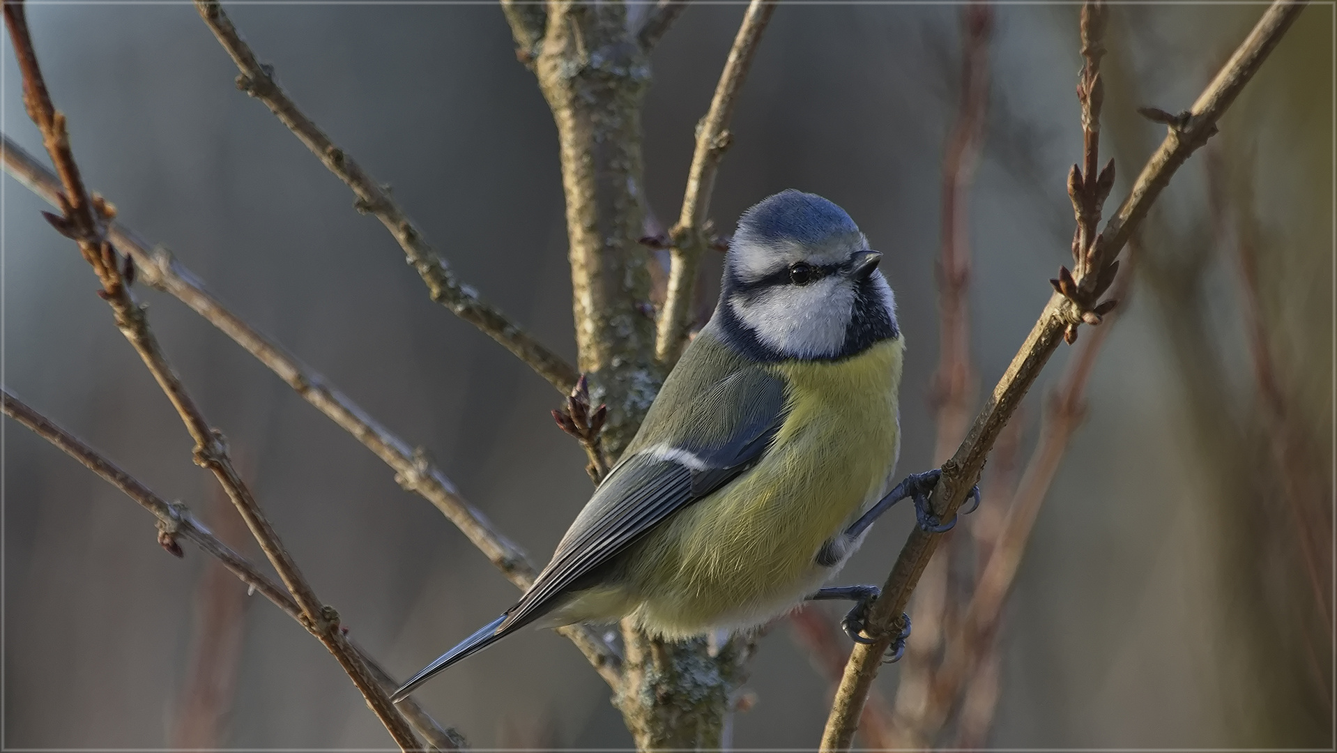 Blaumeise schön nah