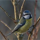 Blaumeise schön nah