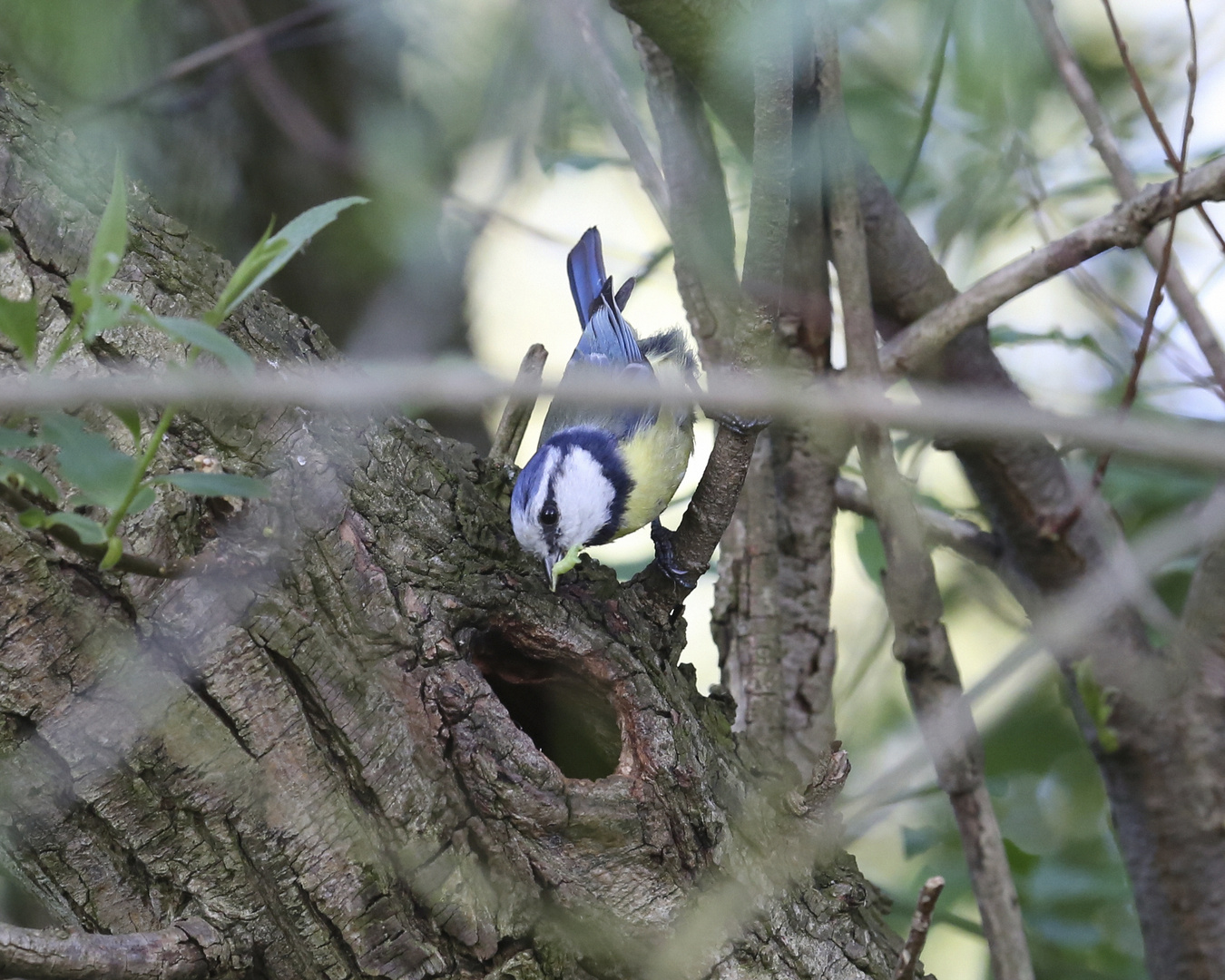 Blaumeise Serie 1-4