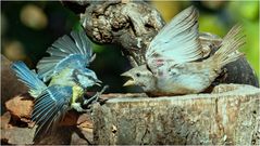 Blaumeise - Spatzen Weibchen 