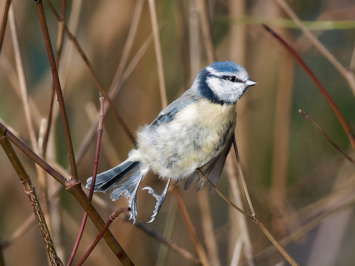 Blaumeise - Sprung im Geäst 