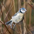 Blaumeise - Sprung im Geäst 