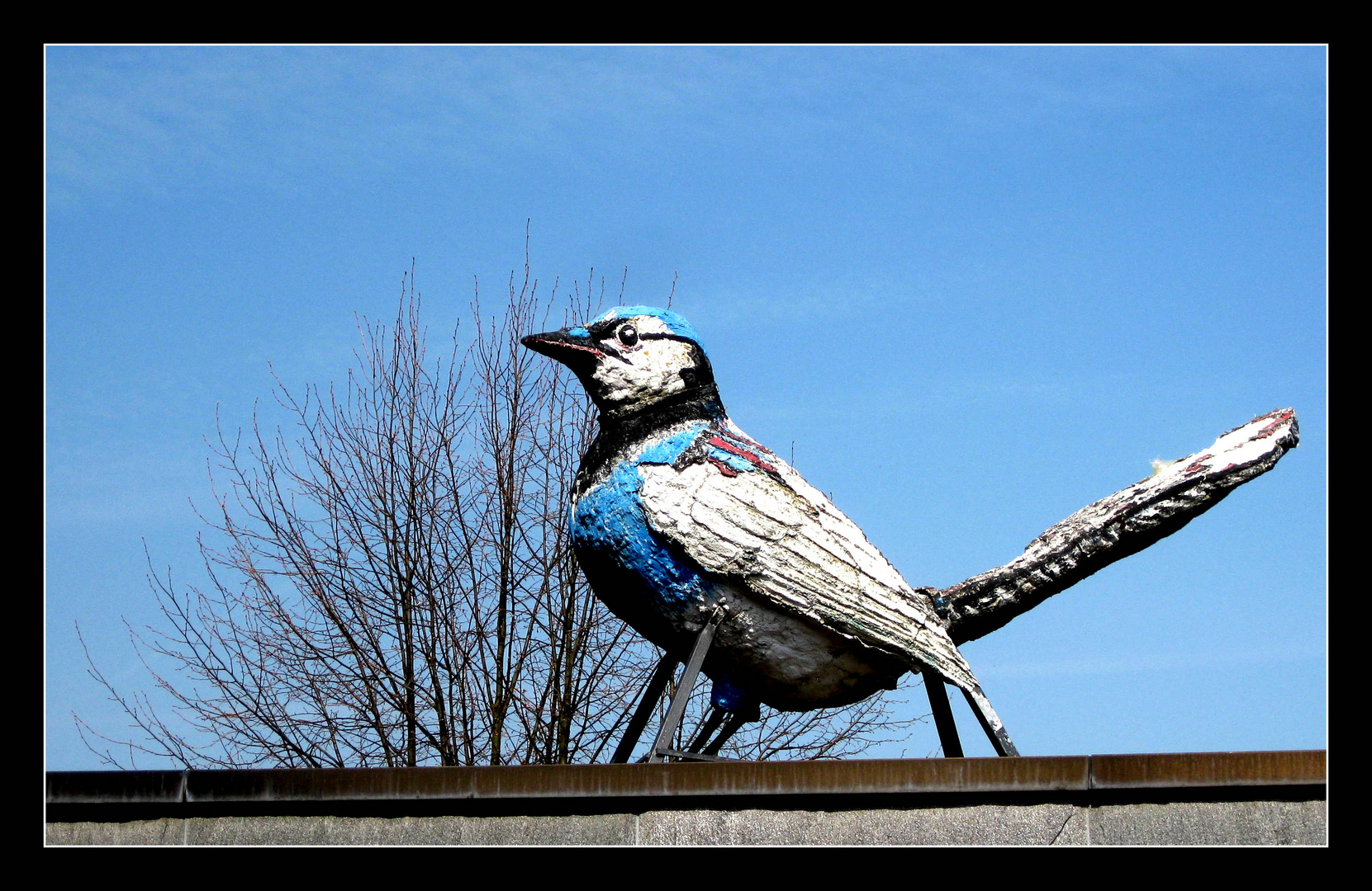 Blaumeise, standfest...