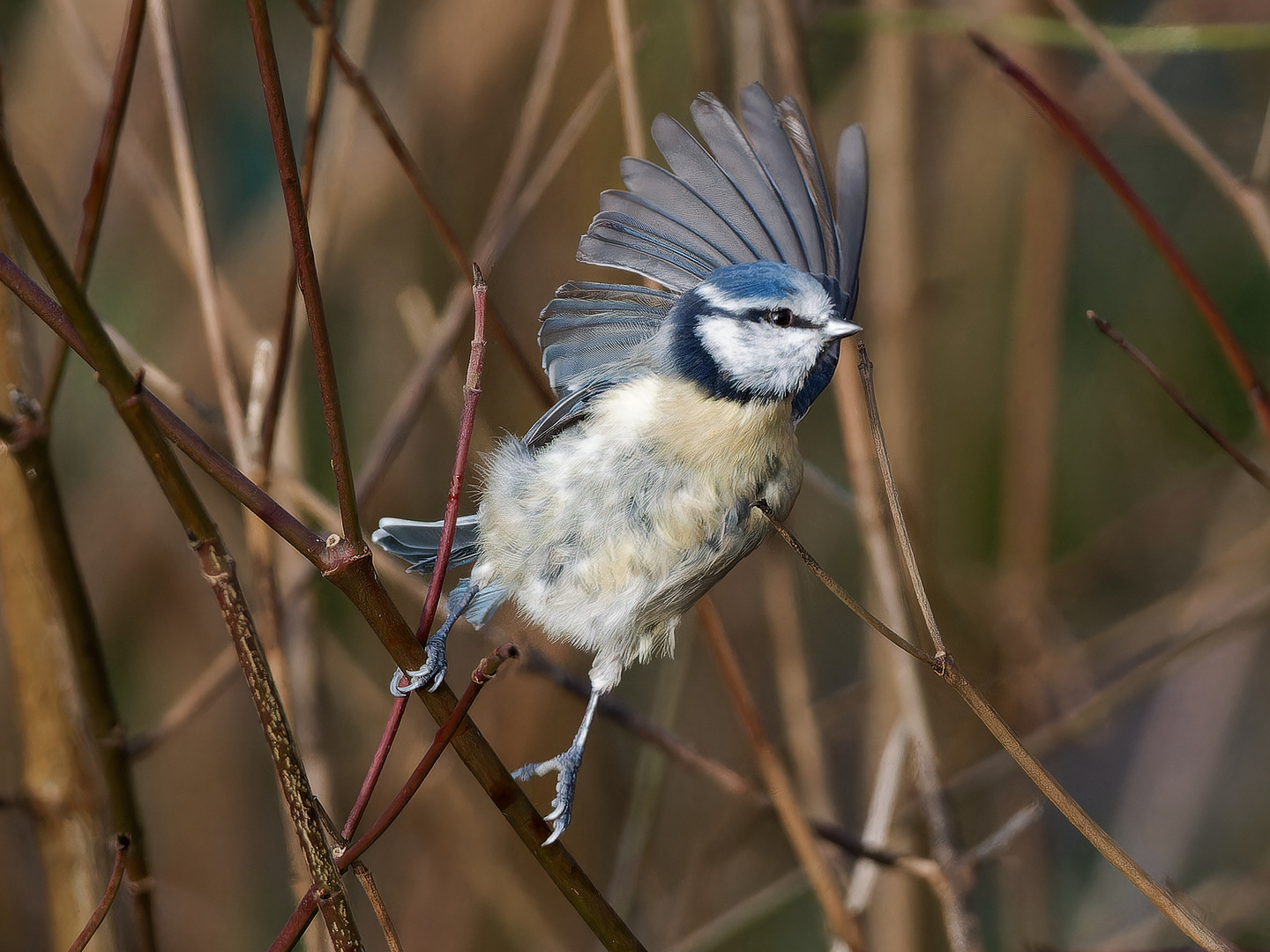 Blaumeise startet im Geäst