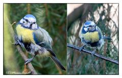 Blaumeise - Stunde der Wintervögel ..