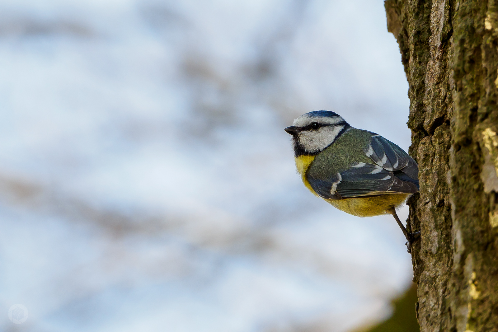 Blaumeise sucht den Frühling 