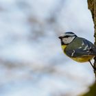 Blaumeise sucht den Frühling 