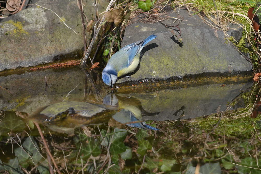 Blaumeise trinkt